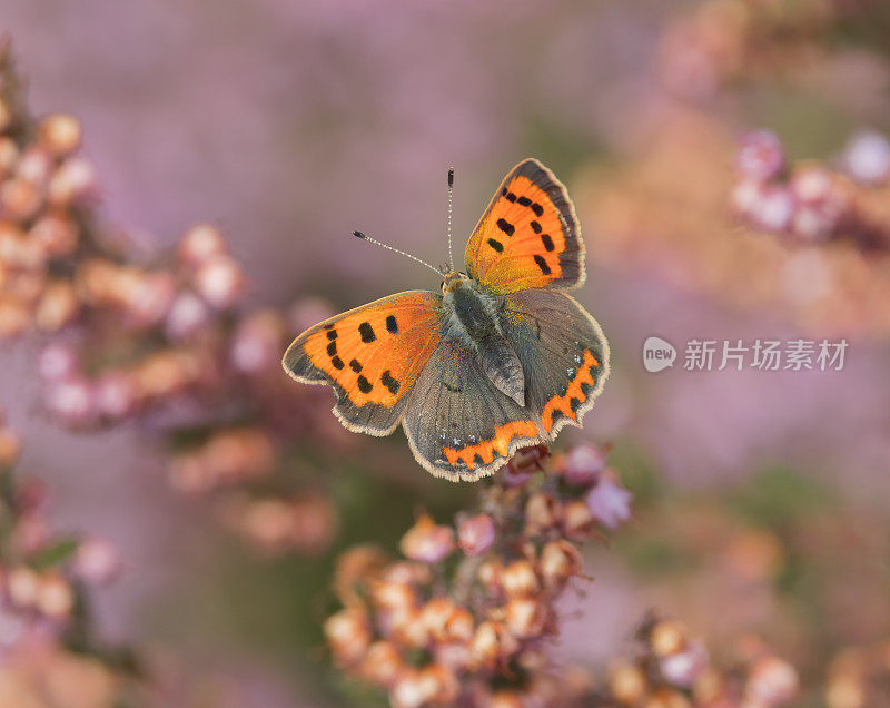 小铜蝶(Lycaena phlaeas)